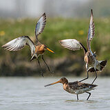 Black-tailed godwits
